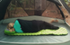 Килимок надувний Sea to Summit Comfort Light Insulated Mat 2020, 184х55х6.3 см, Green (STS AMCLINS_R)